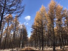 -塞罕坝国家级自然保护区