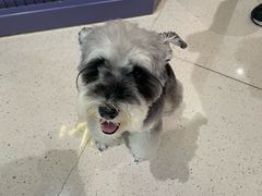 -帕帕拉兹宠物(亚洲旗舰店)