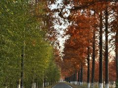 -黄海国家森林公园