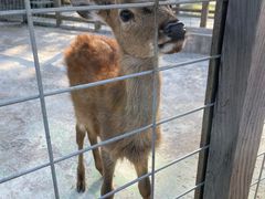 -前小桔亲子创意农场·草莓采摘·露营烧烤