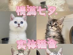 -lincat·猫舍(广州店)