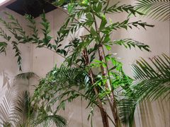 -大头椰·椰子鸡火锅(南宁万象城店)