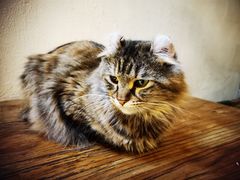-猫小院猫主题餐厅(南锣旗舰店)