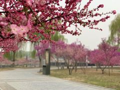 -石家庄市植物园