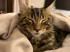 -猫大福·Fortune Cat猫舍(百子湾店)
