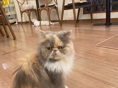 -有猫主题·治愈系猫咖(曾厝垵店)