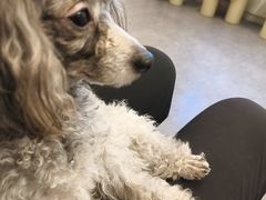 -有喵·猫咖·狗咖·30几只猫10只小狗(岗厦店)