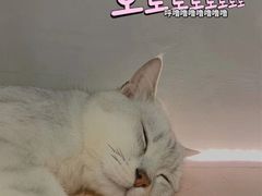 -猫儿山۰猫主题餐厅