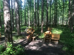 -黄海国家森林公园