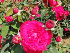 -武汉紫薇都市田园