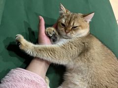 -柚子猫舍·精品猫舍购猫·猫咪认养·购宠·宠物店