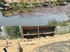 -泗洪洪泽湖湿地景区