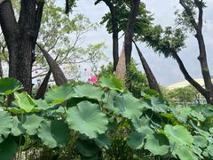 -云溪植物园