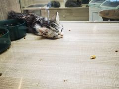 -飞行喵MR PILOT|猫舍·猫咖(静安大融城店)