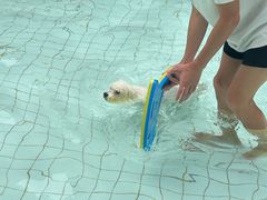 -帕帕拉兹宠物(亚洲旗舰店)