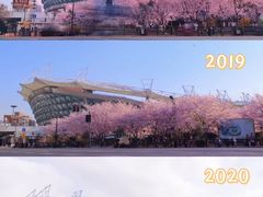 -顾村公园