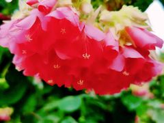 -厦门园林博览苑