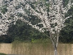 -苏宁钟山国际高尔夫酒店大堂酒廊