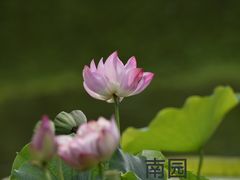 -国家植物园南园
