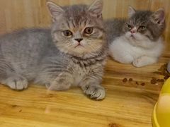 -猫色咖啡·猫咖