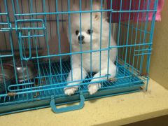 -瑞鹏宠物医院·骨科·猫科·内科(第一中心)