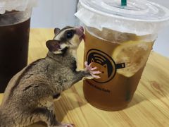 -楼上猫咖(罗湖店)