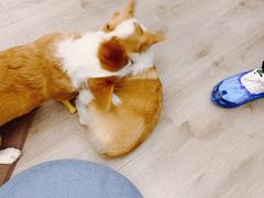-浣熊柯尔鸭土拨鼠·电玩咖