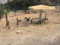 -泉州海丝野生动物世界