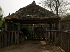 驼鸟-兰陵国家农业公园