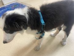 -芭比堂动物医院广州顽皮分院