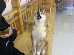 -柴源莊·柴小宠柴犬咖啡