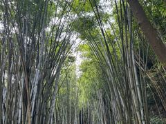 -黄埔油麻山森林公园