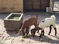 -长白岛森林公园