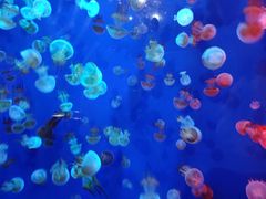 -成都浩海立方海洋公园