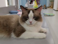 -糯米喵星人·撸猫猫舍咖啡馆(西市场嘉华店)