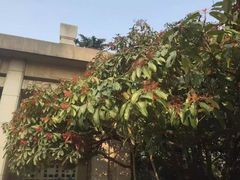 -淮海战役纪念馆