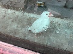 -青藏高原野生动物园