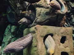 -珠海长隆海洋王国