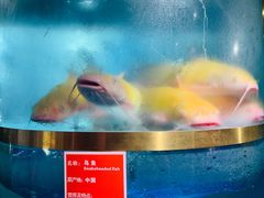 -蜀滋香鲜鱼美蛙火锅(339店)