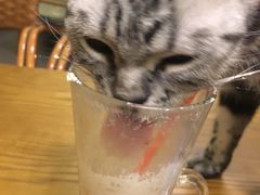-猫色咖啡·猫咖