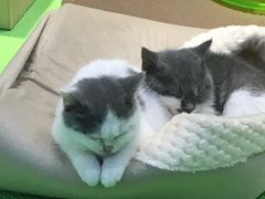 -东方名猫馆·英短金渐层布偶猫舍(环线广场1号楼店)