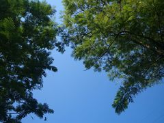 -王借岗森林公园