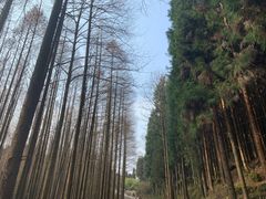 -山王坪喀斯特国家生态公园