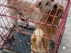 -德元·美联众合24小时动物医院(总院)