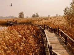 -野鸭湖国家湿地公园