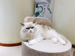 -猫和宫(六道口店)