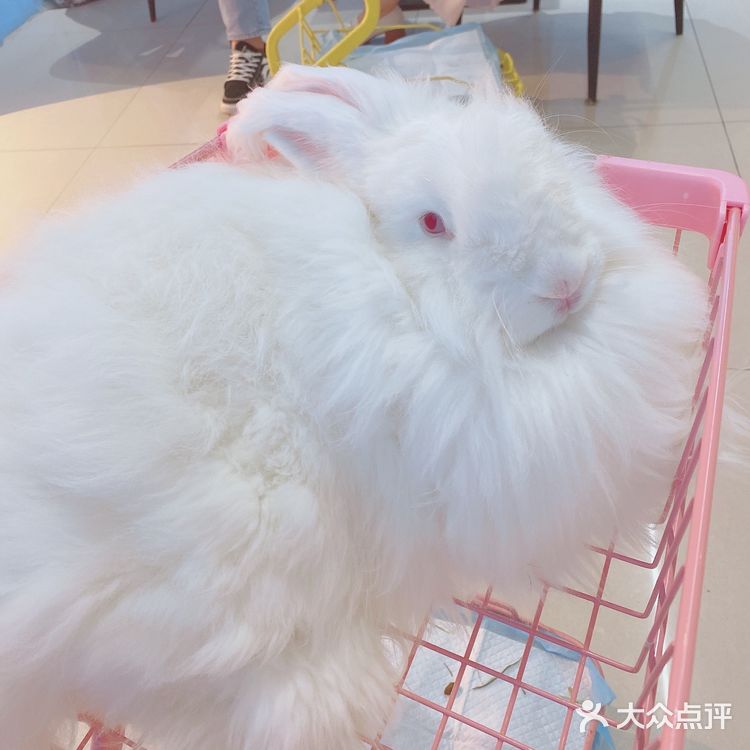 价格：45一位（三馆通玩-失恋、安哥拉兔、星空）