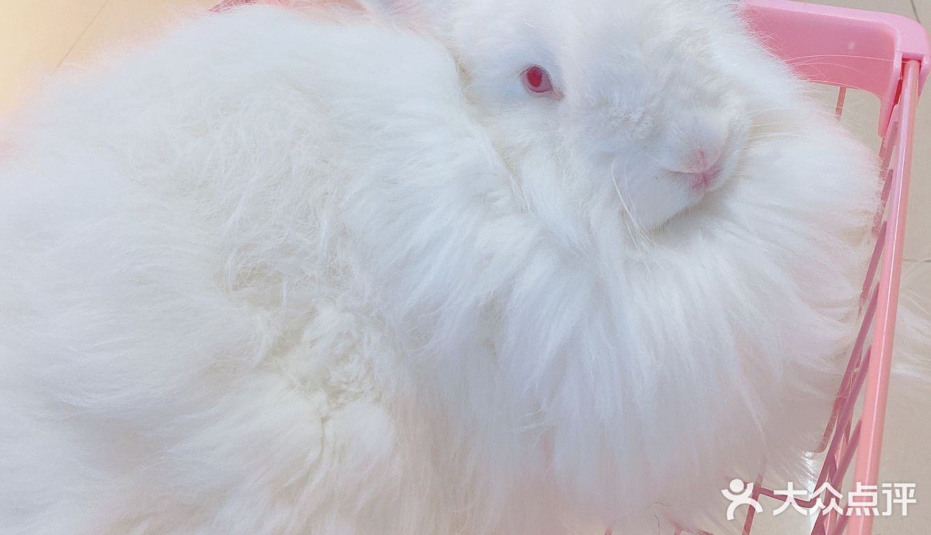 价格：45一位（三馆通玩-失恋、安哥拉兔、星空）