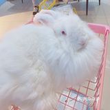 价格：45一位（三馆通玩-失恋、安哥拉兔、星空）