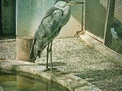 -青藏高原野生动物园